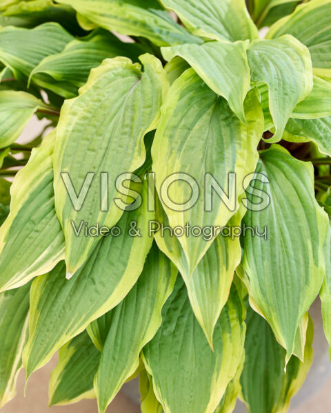 Hosta Lipstick Blush