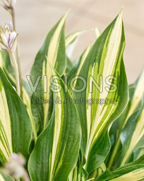 Hosta Golden Spear