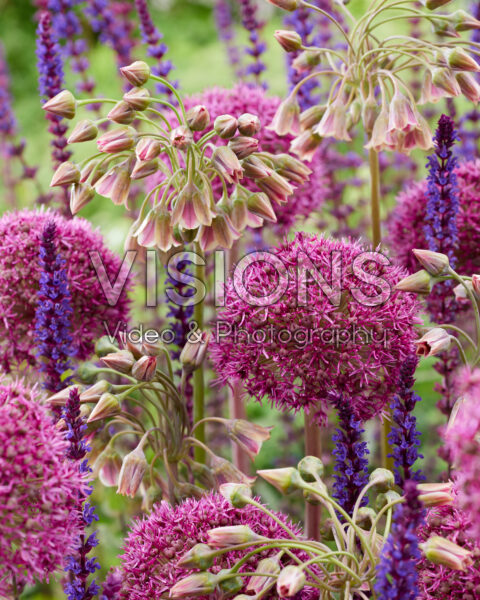 Nectaroscordum siculum subsp. bulgaricum, Allium Ostara Nectaroscordum siculum subsp. bulgaricum, Allium Ostara