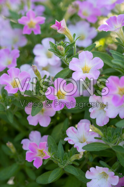 Petunia Itsy™ Light PInk
