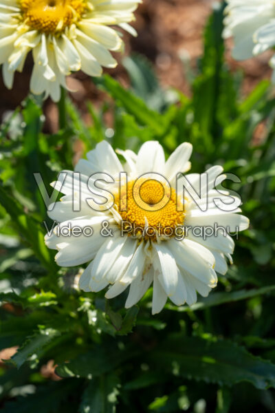 Leucanthemum Sweet Daisy Izabel Leucanthemum Sweet Daisy Izabel