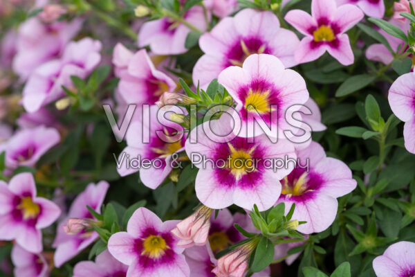 Calibrachoa Bloomtastic Rose Quartz Calibrachoa Bloomtastic Rose Quartz