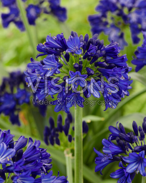 Agapanthus Everpanthus® Midnight Sky