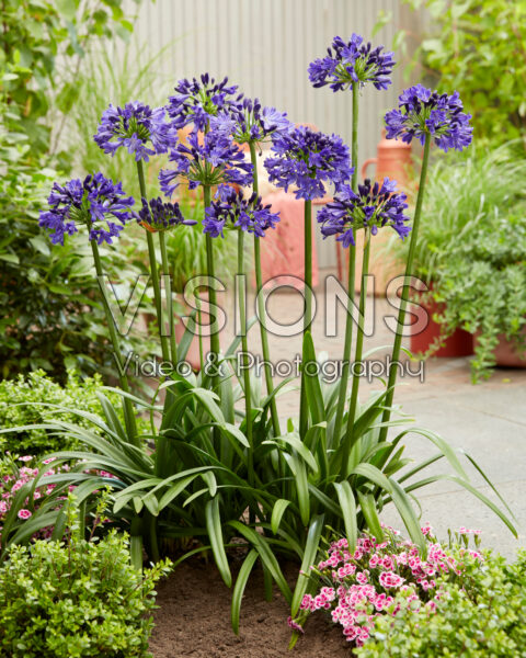 Agapanthus Everpanthus® Midnight Sky Agapanthus Everpanthus® Midnight Sky
