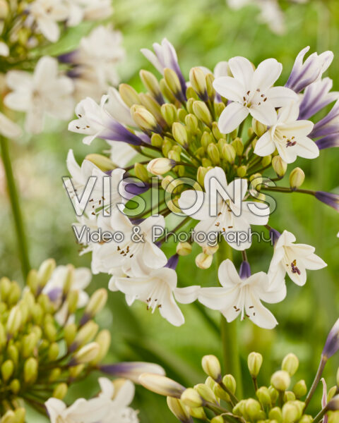 Agapanthus Ever Sparkle Agapanthus Ever Sparkle