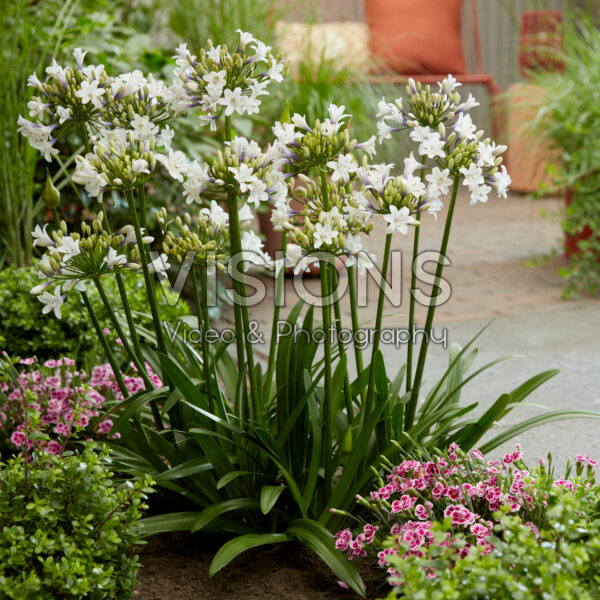 Agapanthus Ever Sparkle Agapanthus Ever Sparkle