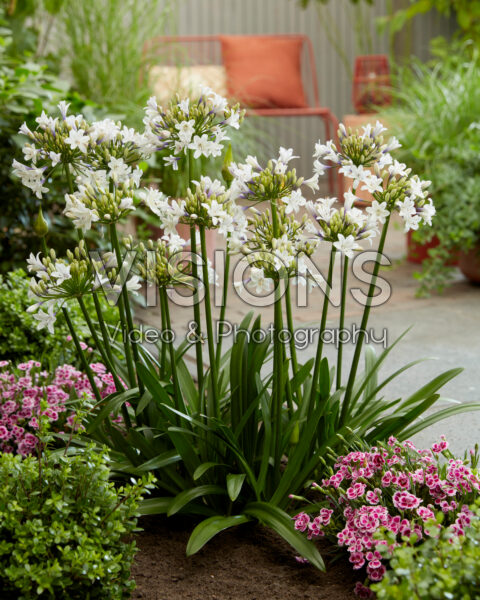 Agapanthus Ever Sparkle Agapanthus Ever Sparkle