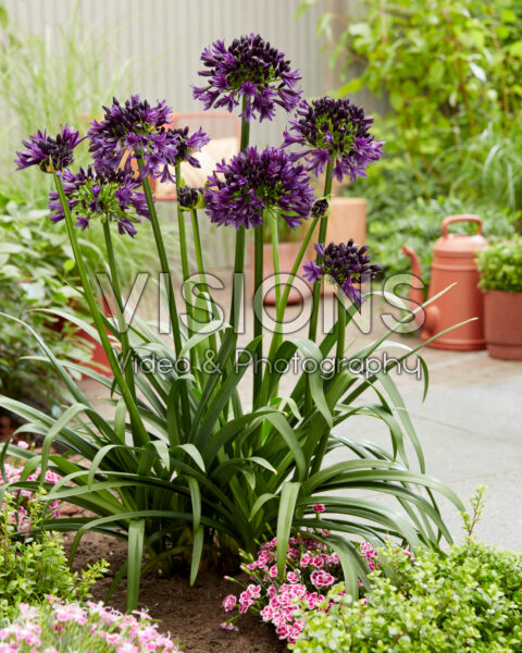 Agapanthus Black Jack