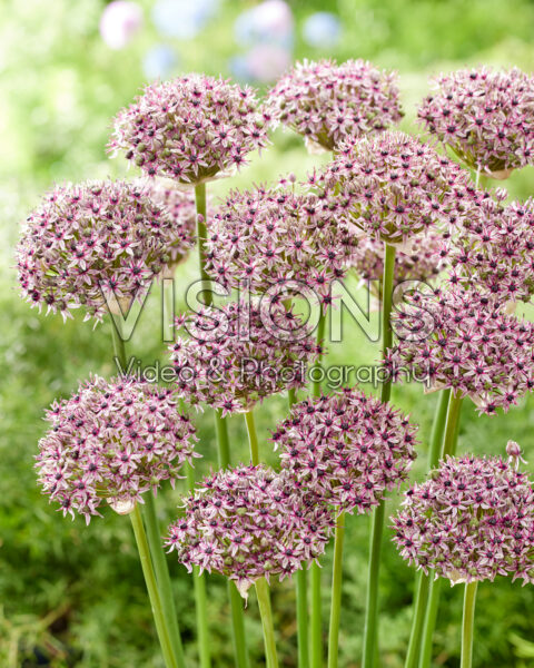 Allium Starlight Allium Starlight