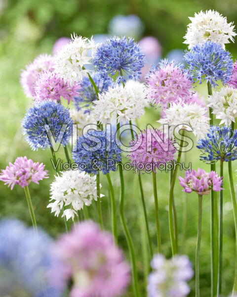 Allium mixed