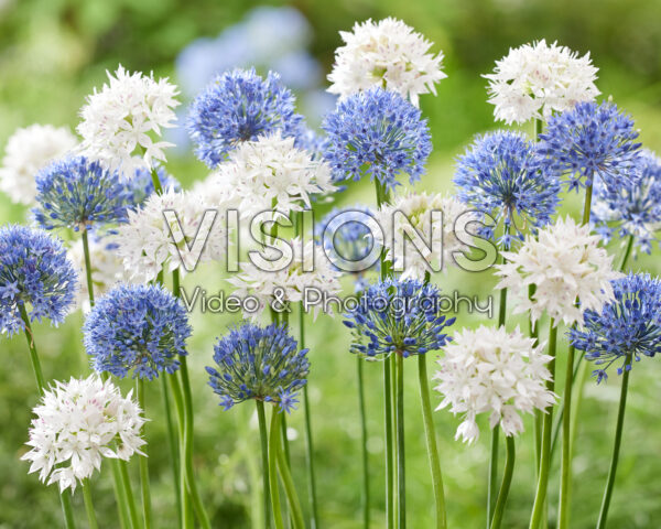 Allium amplectens Graceful Beauty, Allium caeruleum