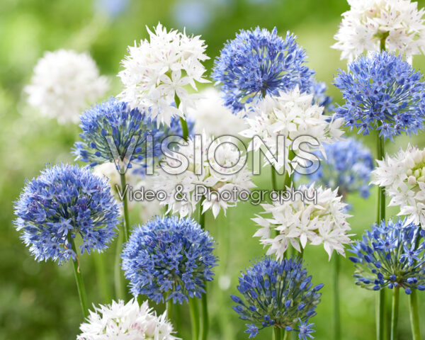 Allium amplectens Graceful Beauty, Allium caeruleum