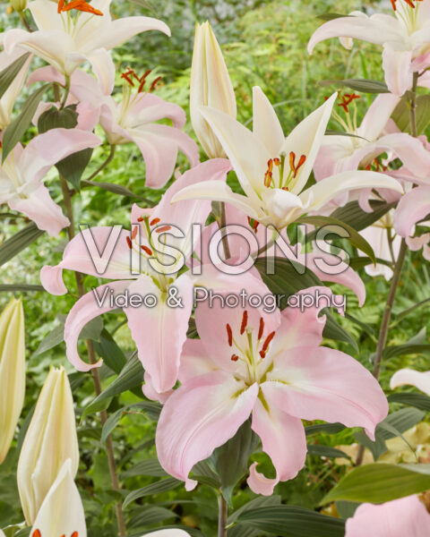 Lilium Pink News Lilium Pink News