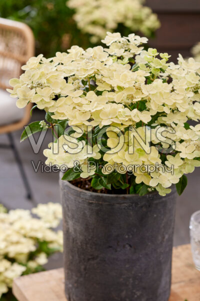 Hydrangea paniculata Polestar® Hydrangea paniculata Polestar®