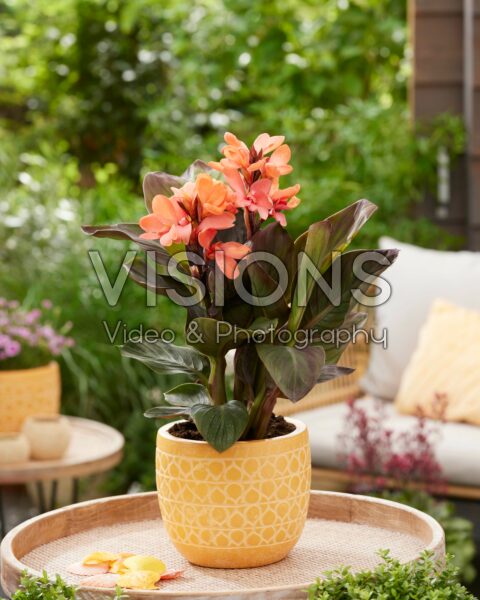 Canna CannaSol® Happy Wilma Canna CannaSol® Happy Wilma