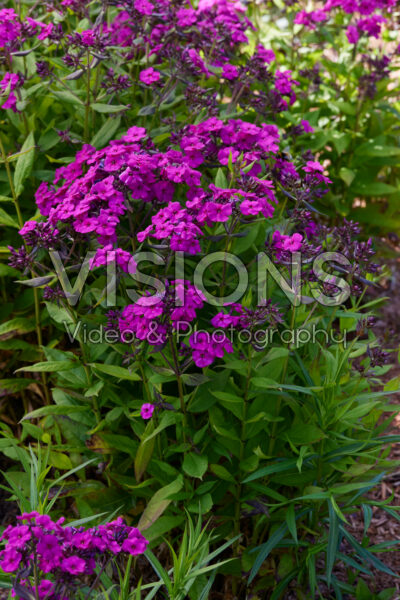 Phlox paniculata Early® Magenta