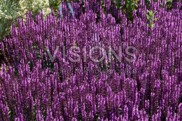 Salvia nemorosa Midnight Rose Salvia nemorosa Midnight Rose