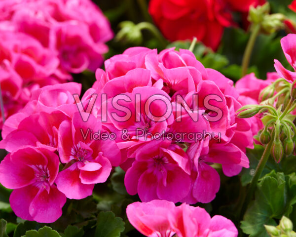 Pelargonium Santana Pink Splash Pelargonium Santana Pink Splash