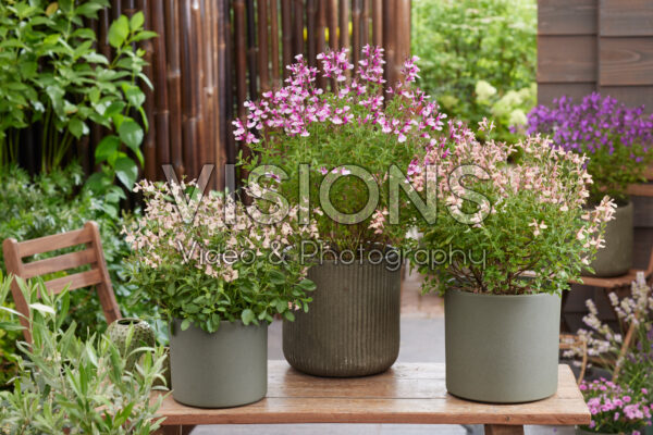 Salvia collection Salvia collection