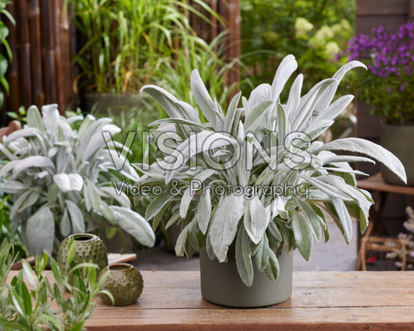 Senecio Silver Feathers Senecio Silver Feathers