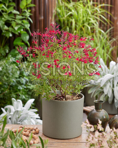 Salvia Magical® Colorado Salvia Magical® Colorado