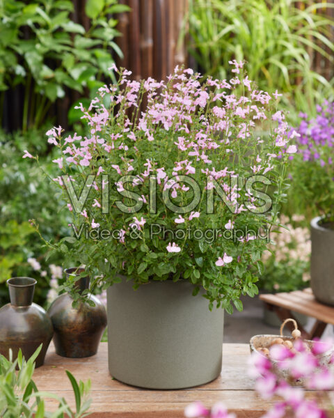 Salvia Magical® Orinoco Salvia Magical® Orinoco