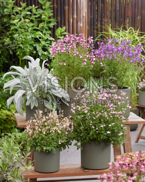 Vaste planten collectie