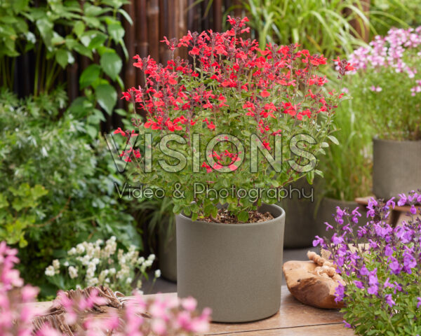 Salvia Magical® Hudson