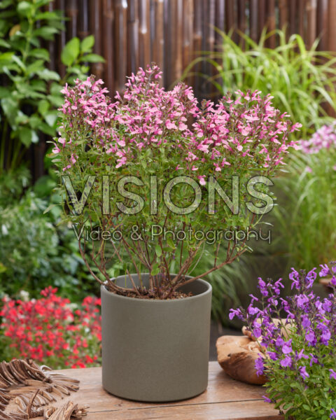 Salvia Magical® Tarim