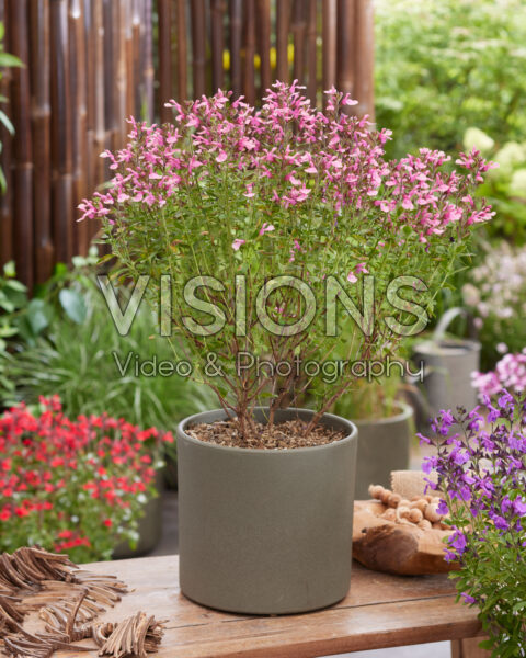 Salvia Magical® Tarim Salvia Magical® Tarim