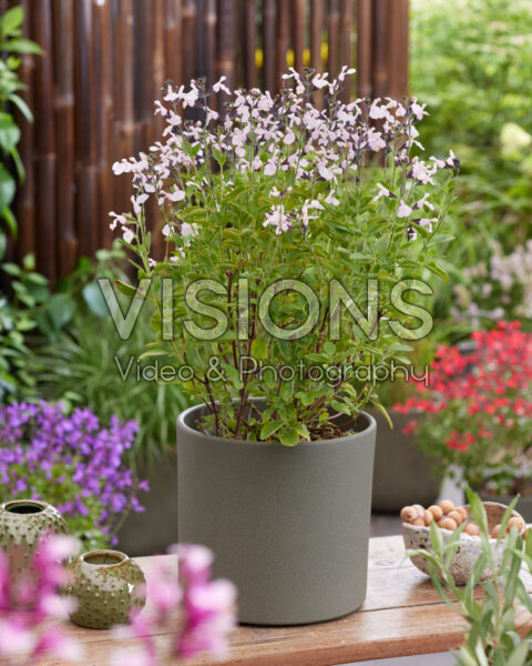 Salvia Magical® Donau