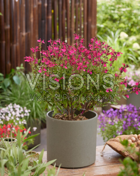 Salvia Magical® Amazone Salvia Magical® Amazone