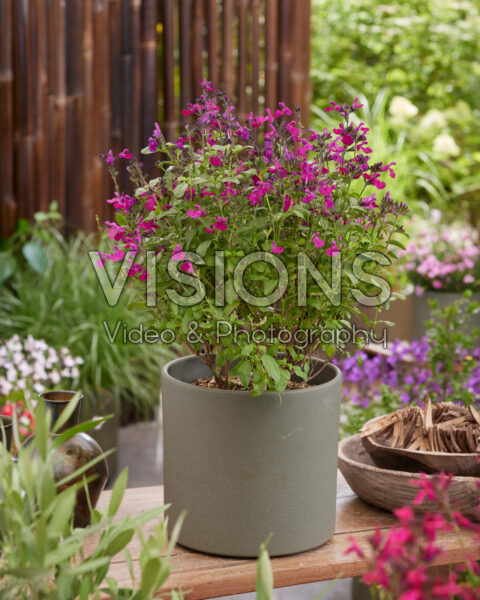 Salvia Magical® Wolga Salvia Magical® Wolga