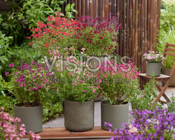 Salvia collectie