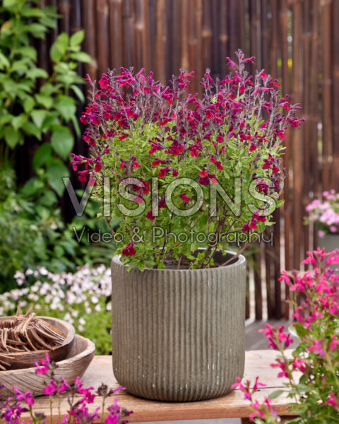 Salvia Magical® Zambezi Salvia Magical® Zambezi