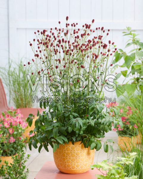 Sanguisorba officinalis First Star Sanguisorba officinalis First Star