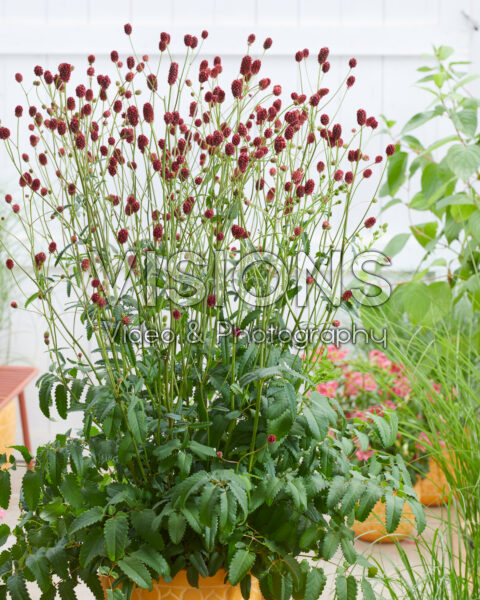 Sanguisorba officinalis First Star Sanguisorba officinalis First Star