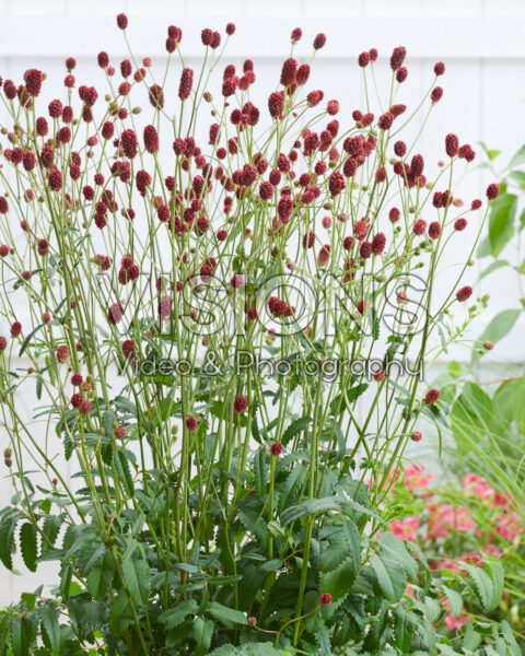 Sanguisorba officinalis First Star