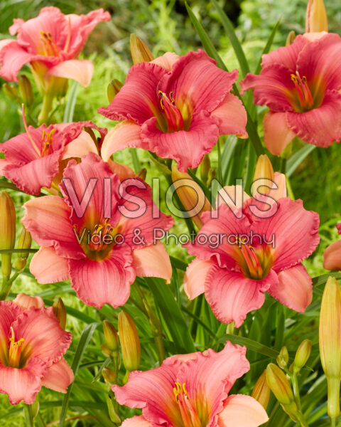 Hemerocallis Fuchsia Charm Hemerocallis Fuchsia Charm