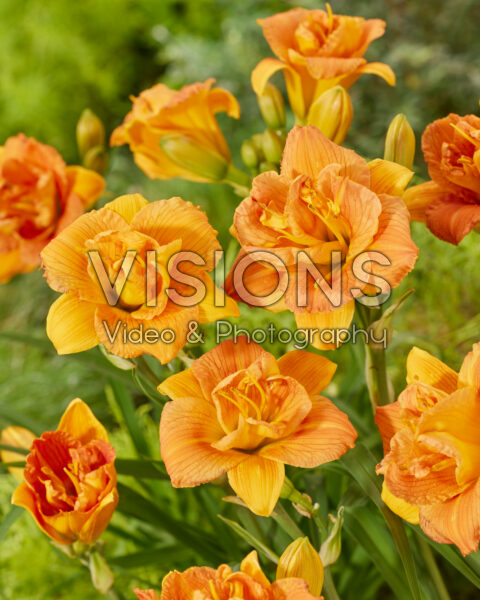 Hemerocallis Double Orange Zephyr