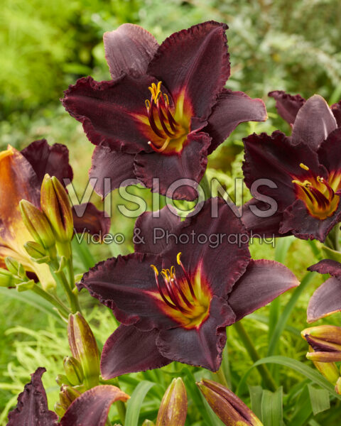 Hemerocallis Black Stockings Hemerocallis Black Stockings
