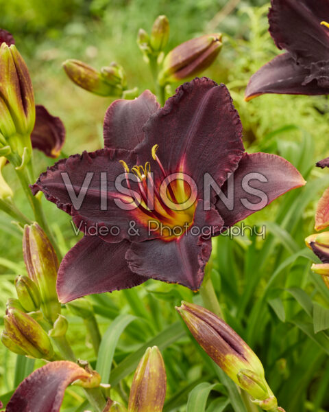 Hemerocallis Black Stockings Hemerocallis Black Stockings
