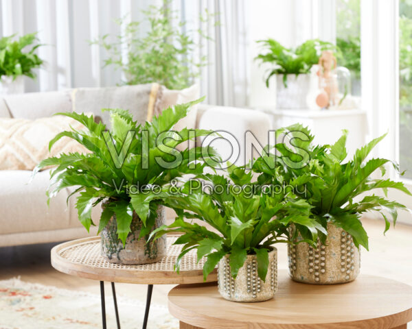 Asplenium Gioia Asplenium Gioia