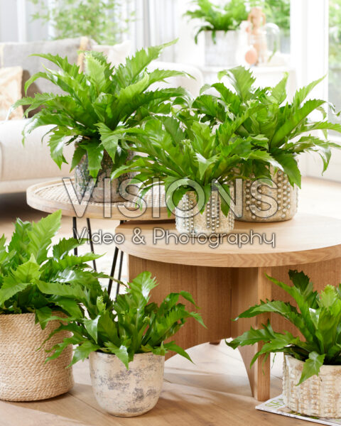 Asplenium Gioia Asplenium Gioia