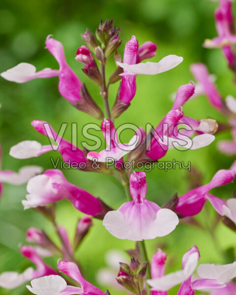 Salvia Magical® Missouri Salvia Magical® Missouri