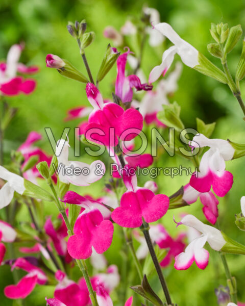 Salvia Magical® Mississippi Salvia Magical® Mississippi