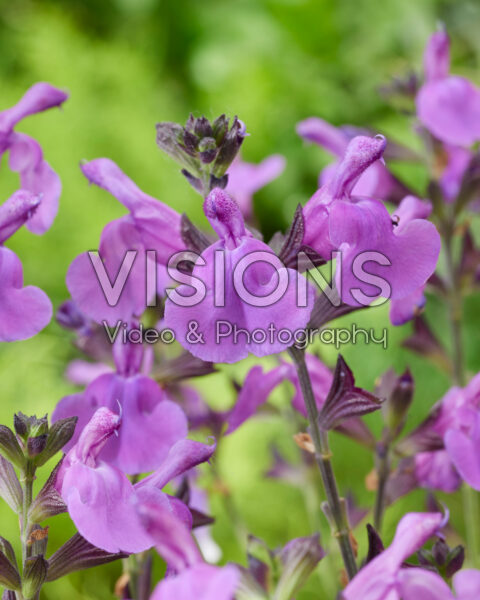 Salvia Magical® Loire Salvia Magical® Loire