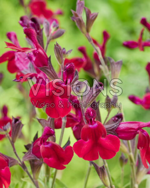 Salvia Magical® Zambezi