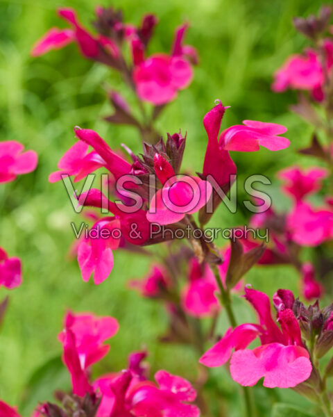 Salvia Magical® Amazone Salvia Magical® Amazone