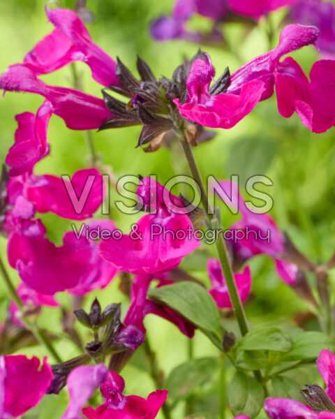 Salvia Magical® Wolga Salvia Magical® Wolga
